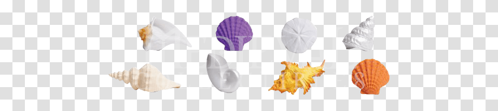 Seashells Toobs, Plant, Flower, Blossom Transparent Png