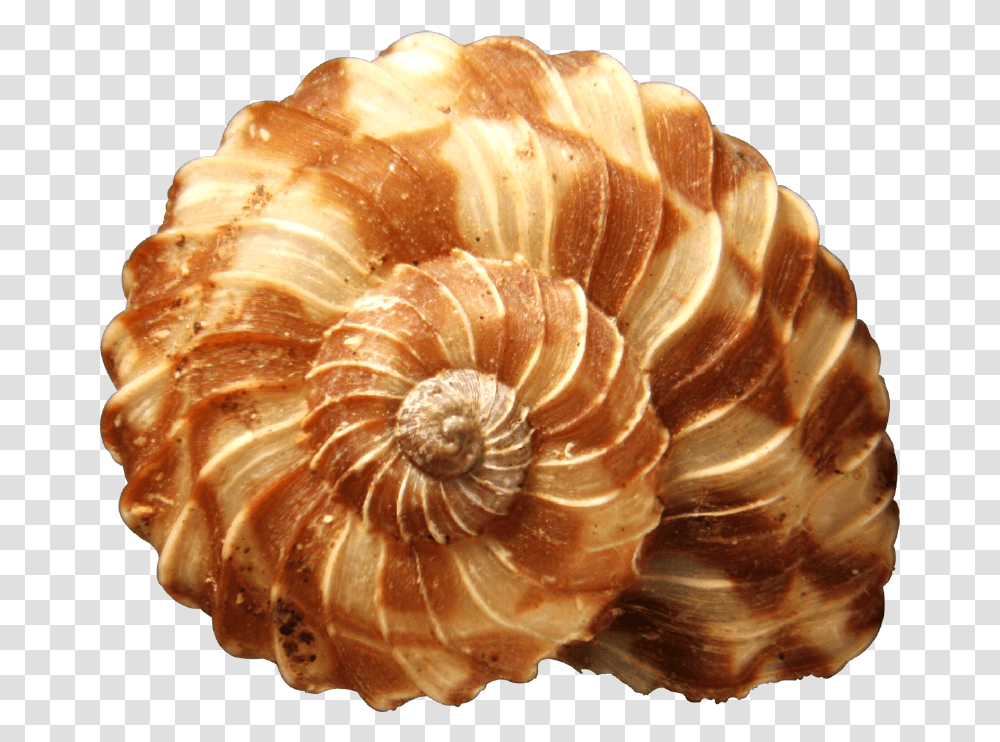 Seashells World's Most Beautiful Seashell, Clam, Invertebrate, Sea Life, Animal Transparent Png