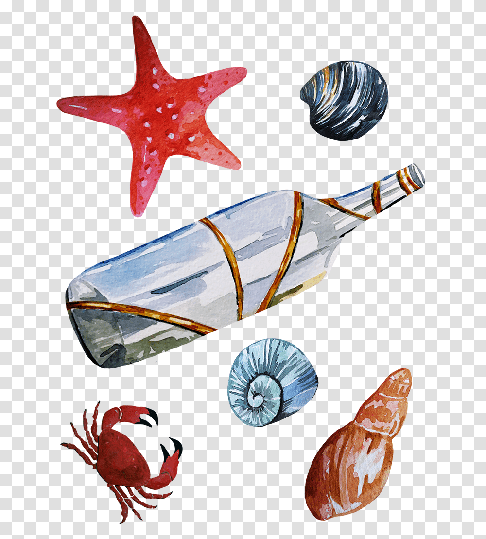 Seaside Illustration Maritime Illustration Seashells Starfish, Animal, Sea Life, Invertebrate Transparent Png
