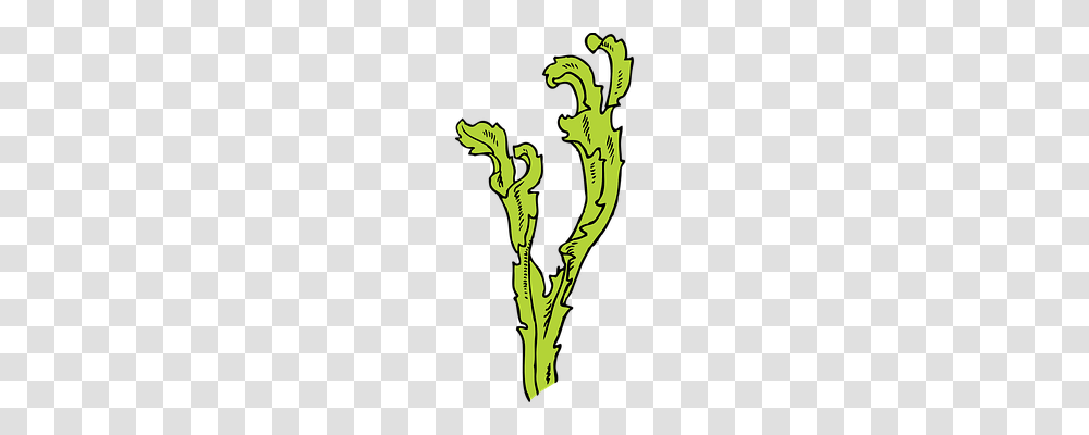 Seaweed Nature, Dragon, Plant Transparent Png