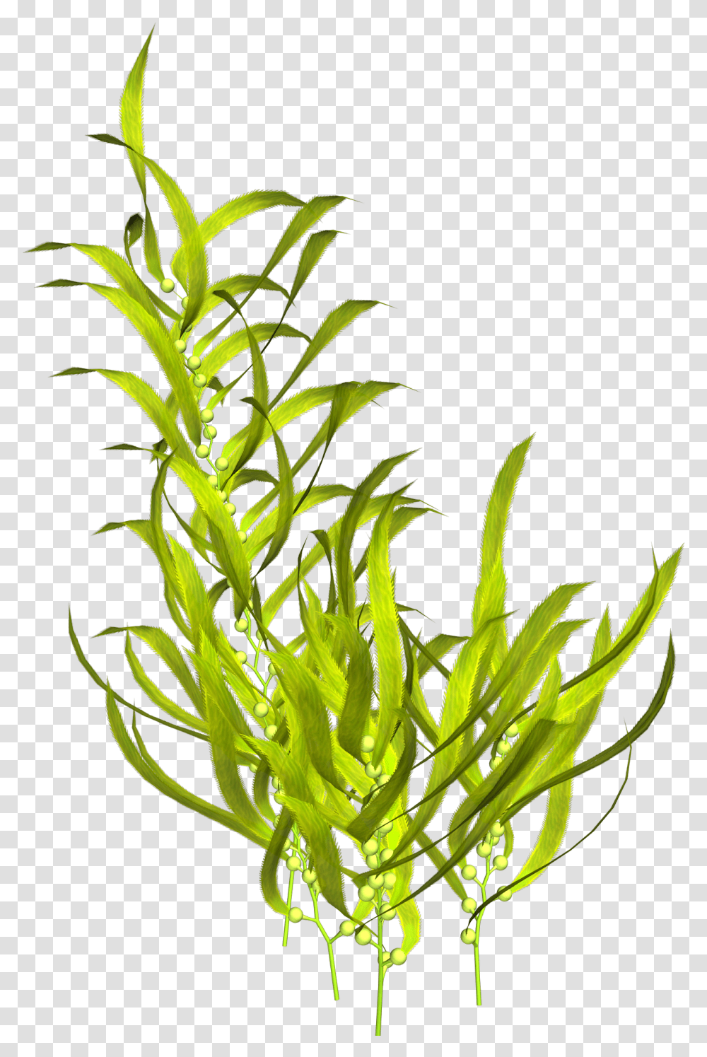 Seaweed Aquatic Plants Clip Art Seaweed, Animal, Sea Life, Invertebrate, Sea Anemone Transparent Png