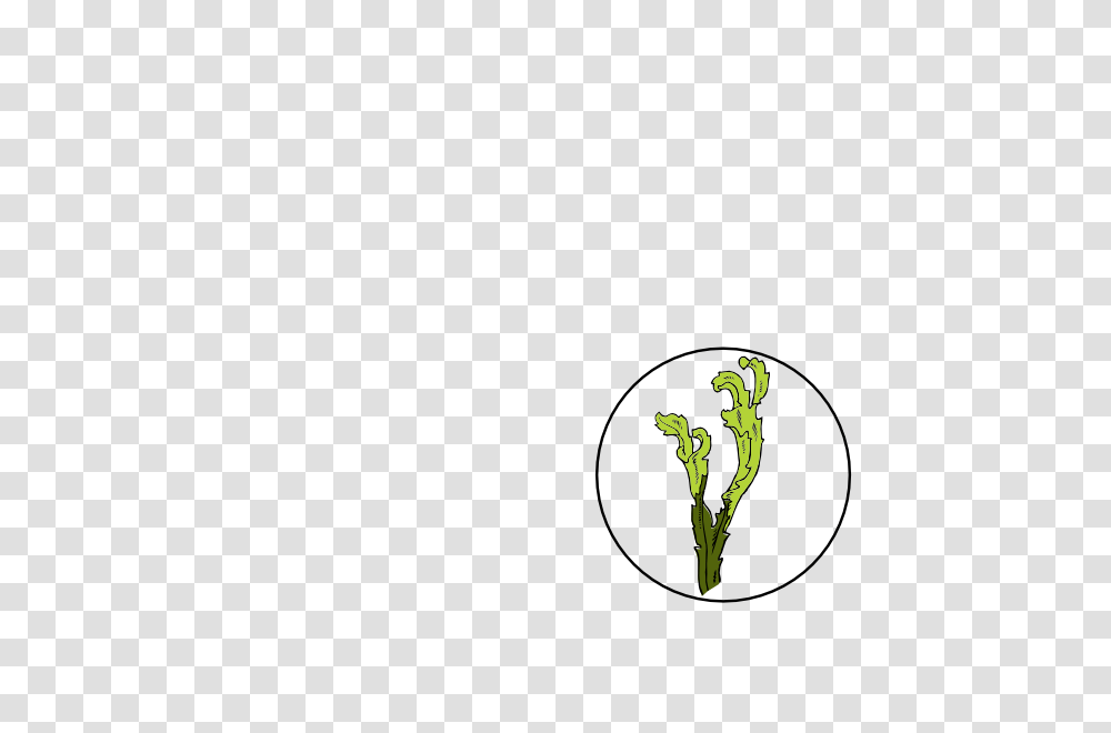 Seaweed Clip Art, Plant, Vegetable, Food, Produce Transparent Png