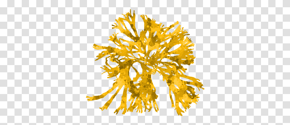 Seaweed Clipart, Plant, Flower, Blossom, Pollen Transparent Png