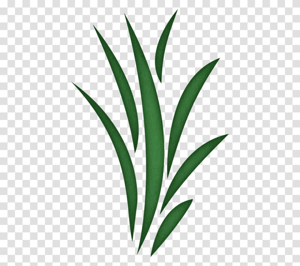 Seaweed Clipart Reeds, Plant, Flower, Blossom, Amaryllidaceae Transparent Png