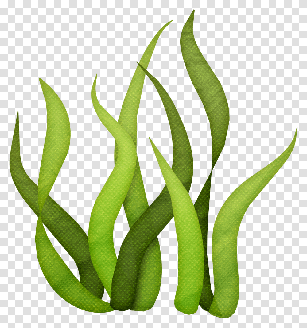 Seaweed Drawing Clip Art Seaweed Background, Plant, Green, Grass, Bamboo Transparent Png