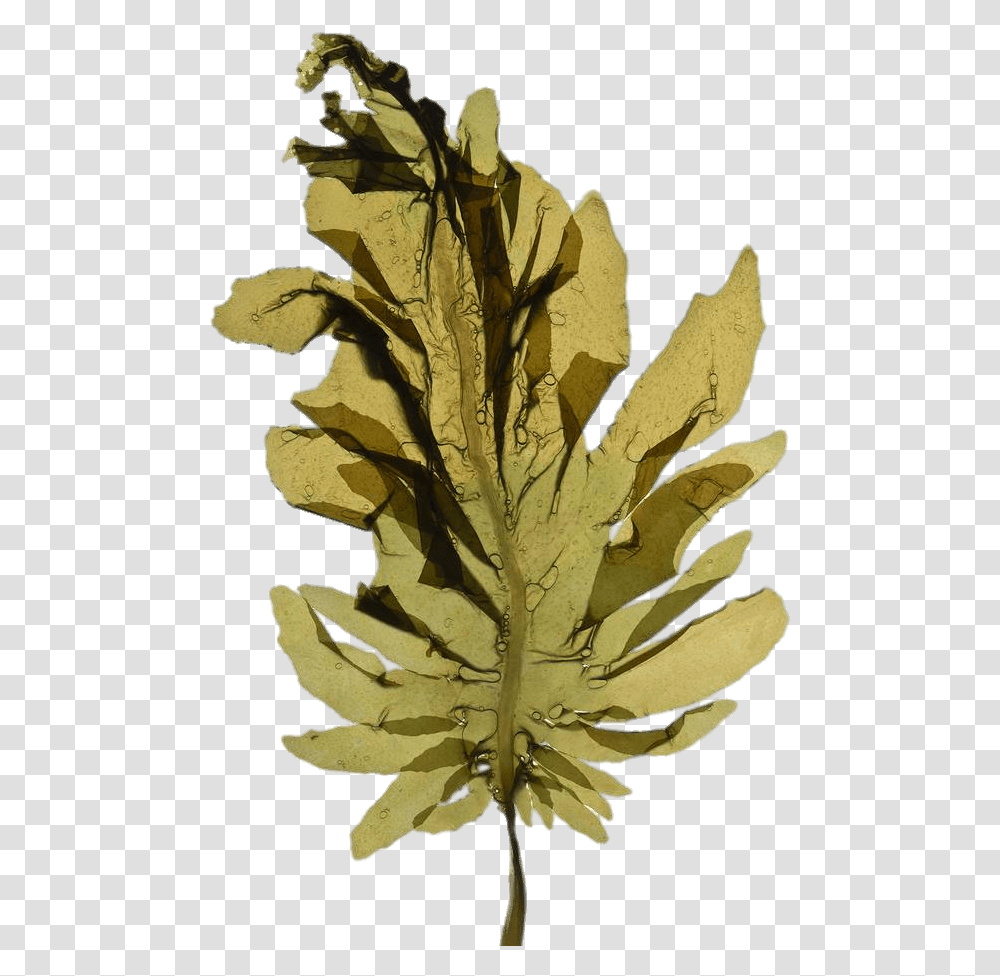 Seaweed Leaf Algae, Plant, Tree, Sunlight, Grain Transparent Png