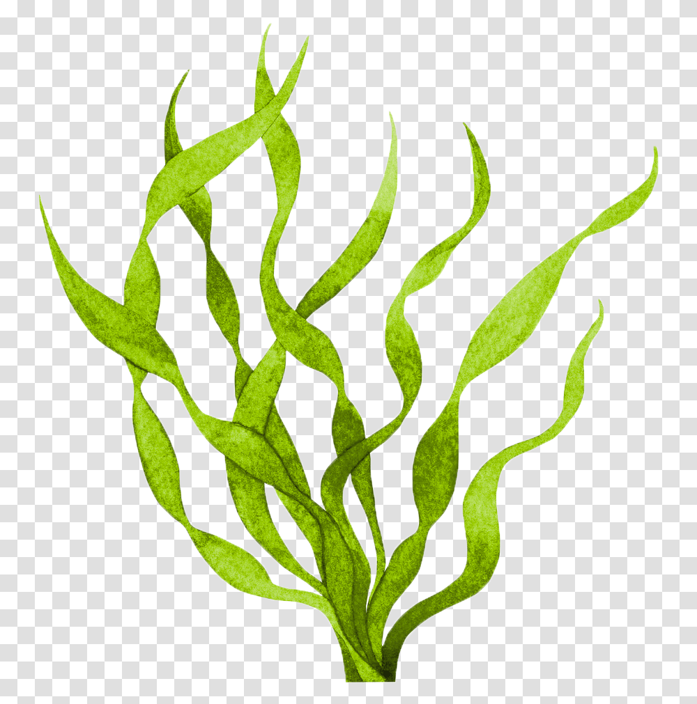 Seaweed, Plant Transparent Png