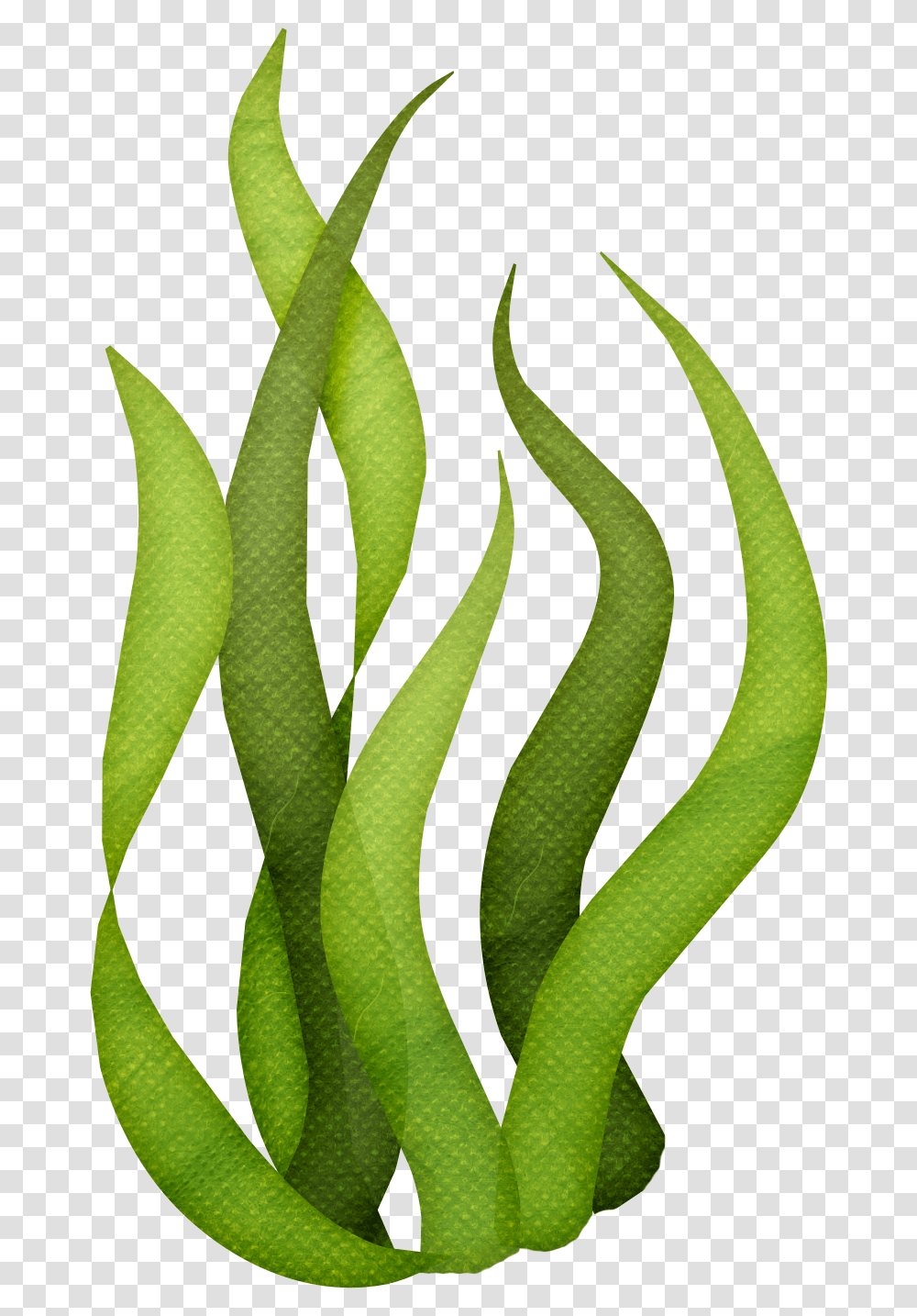 Seaweed Sea, Plant, Leaf, Aloe, Cross Transparent Png