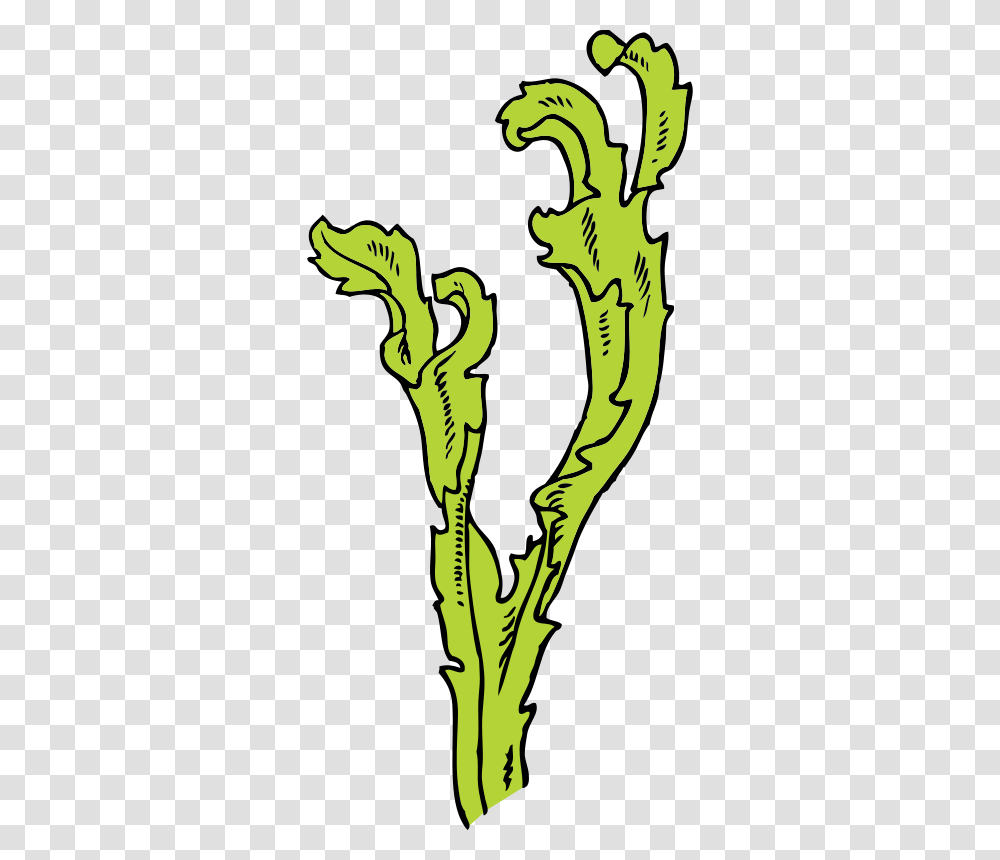 Seaweed Seaweed Clip Art, Plant, Person, Green Transparent Png