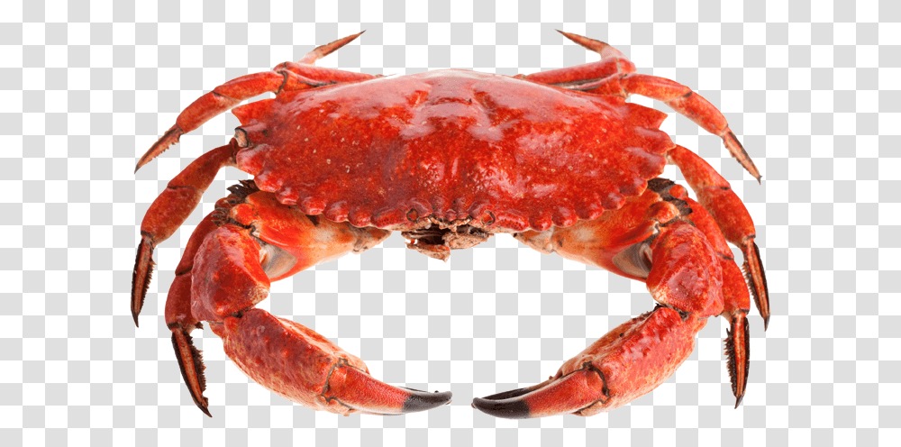 Sebastian A Lobster Or A Crab, Seafood, Sea Life, Animal, Fungus Transparent Png