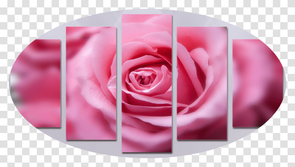 Second Open Pink Rose Out Of Focus Roses, Flower, Plant, Blossom, Petal Transparent Png