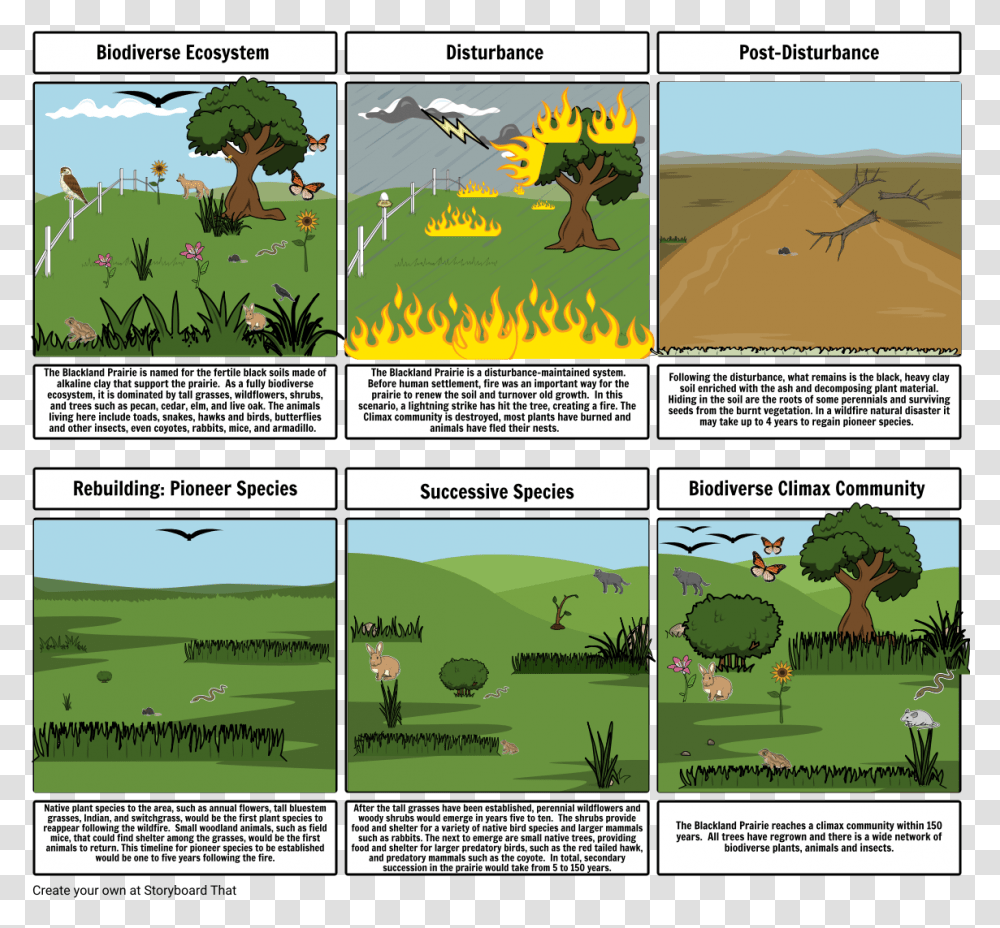 Secondary Succession After A Wildfire, Comics, Book, Poster, Advertisement Transparent Png