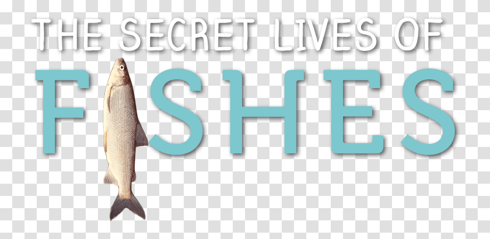 Secret Lives Of Fishes Pull Fish Out Of Water, Vehicle, Transportation, Animal, License Plate Transparent Png