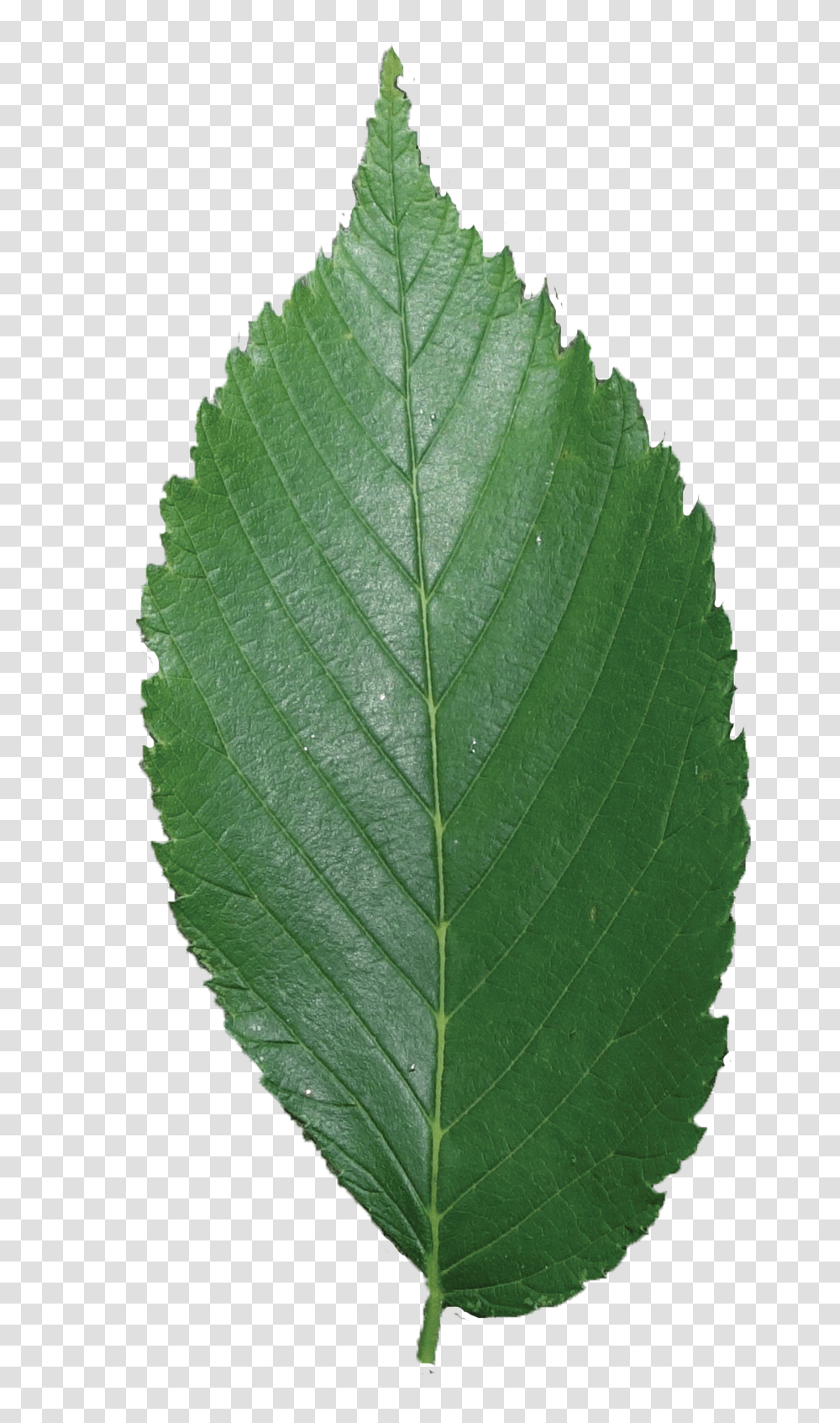 Secret Tree By Elm Tree Leaf, Plant, Veins Transparent Png
