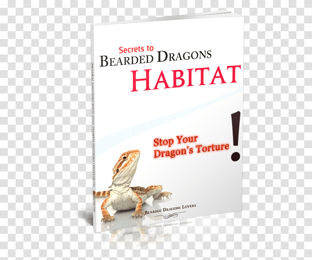 Secrets To Bearded Dragons Habitat Stop Your Dragon's Torture Hackett London, Poster, Advertisement, Reptile, Animal Transparent Png