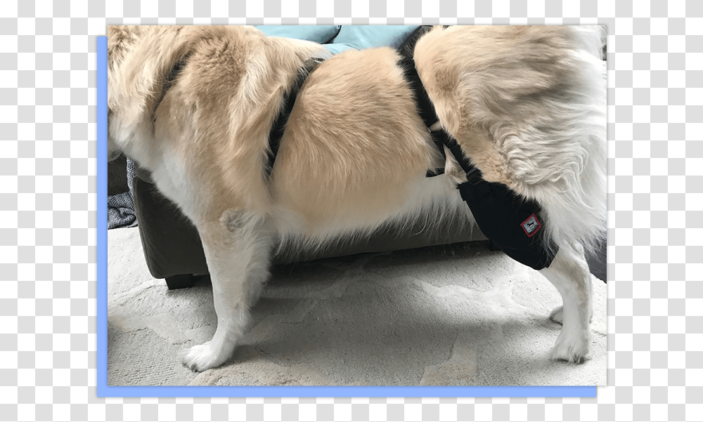 Section 2 Box Dog Knee Compression Sleeve, Strap, Pet, Canine, Animal Transparent Png