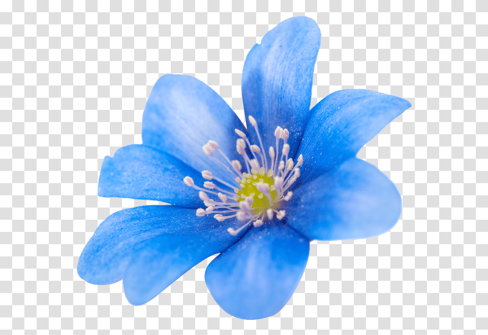 Sector Flower Images Spring Blue Image Clematis, Plant, Geranium, Blossom, Pollen Transparent Png