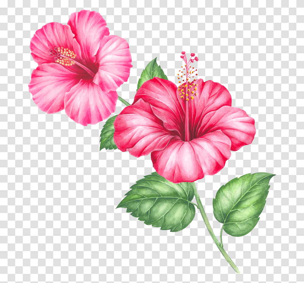Sector Single Flower And Psd Free Download Hibiscus, Plant, Blossom, Pollen, Anther Transparent Png