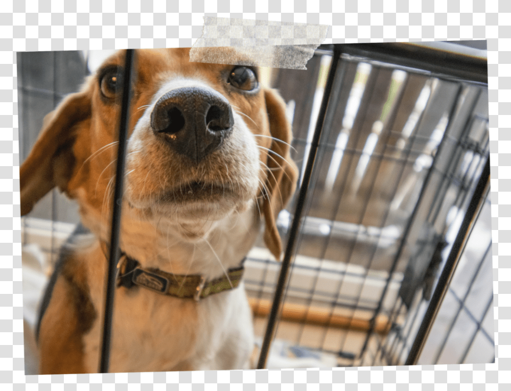 Securing Dog Crate In Car, Pet, Canine, Animal, Mammal Transparent Png