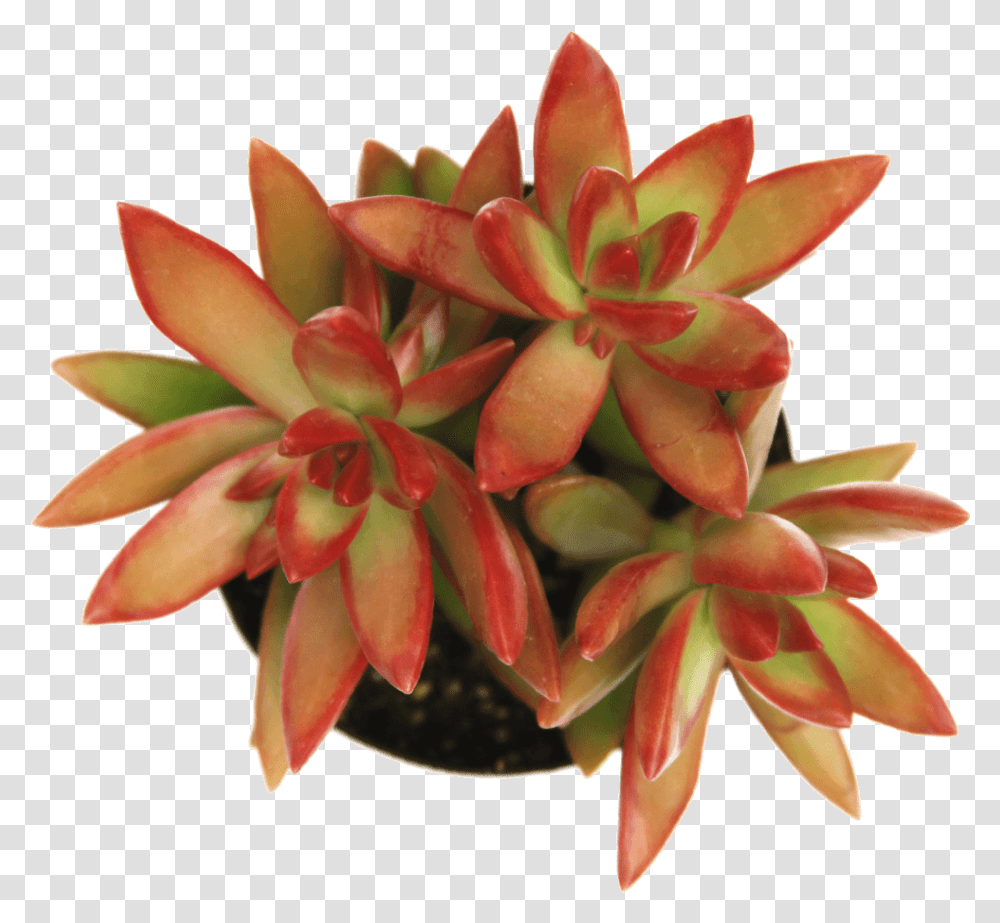 Sedum FirestormClass Pegasus Flora, Plant, Flower, Blossom, Geranium Transparent Png