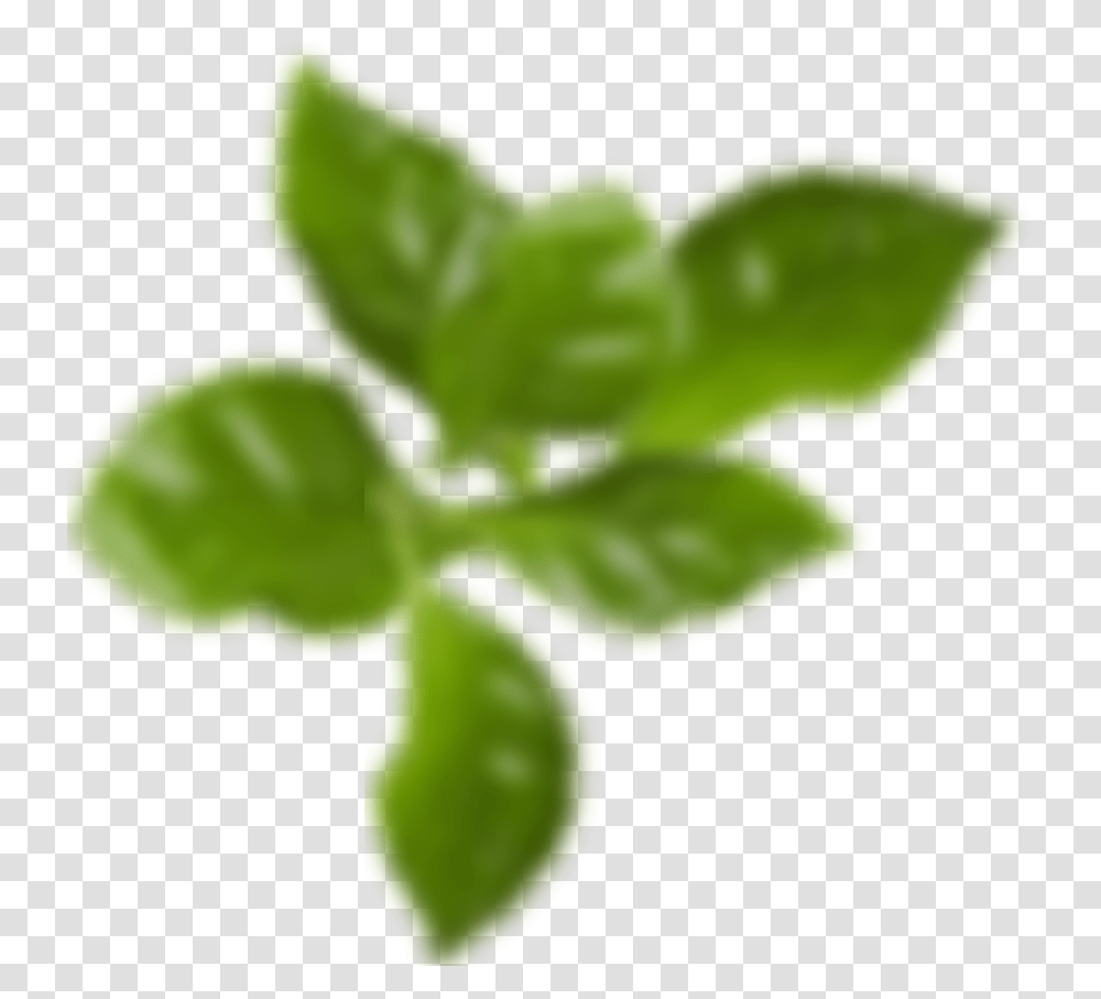 See Our Accessories Blur Leaf, Plant, Sprout, Flower, Blossom Transparent Png