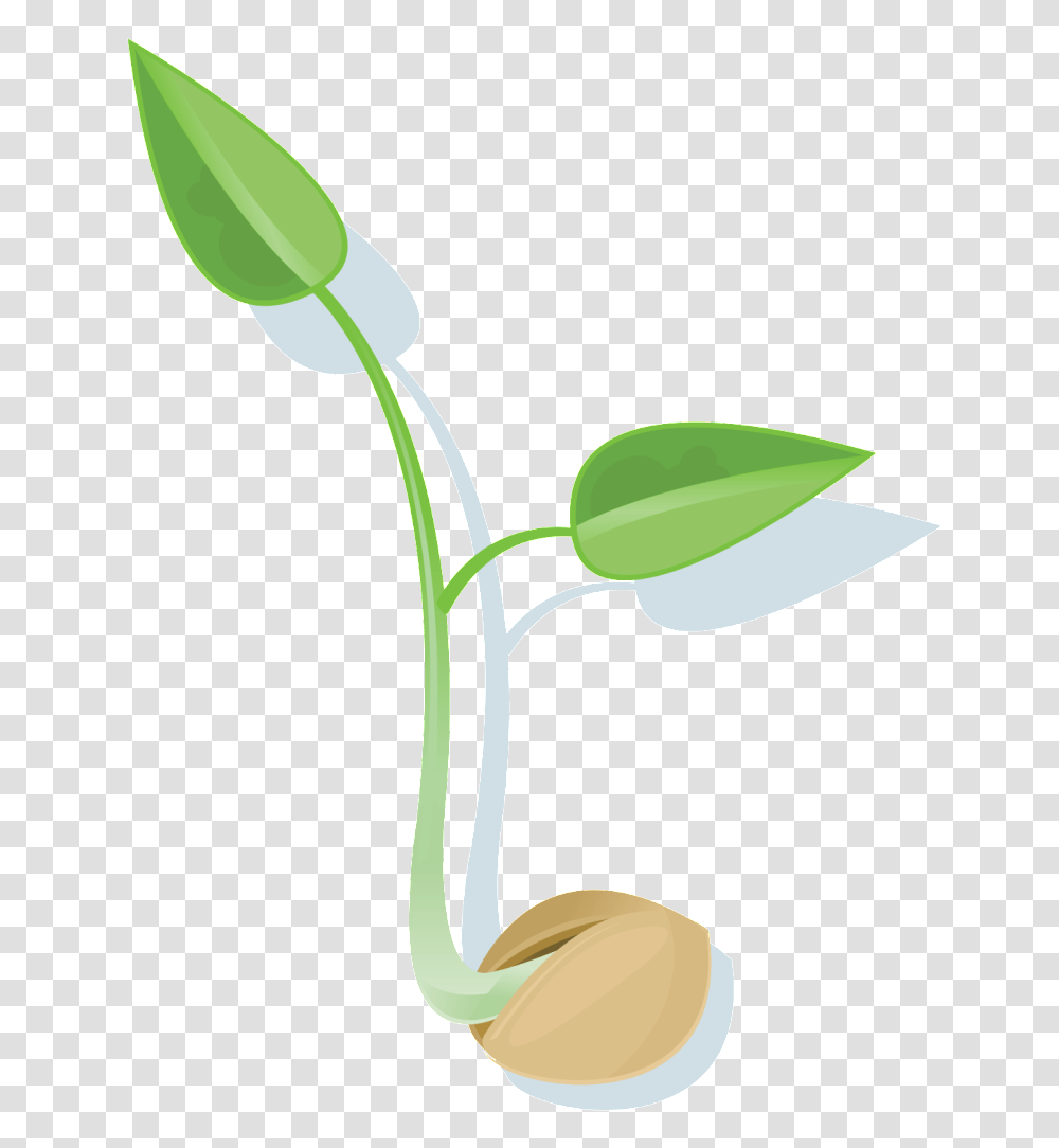 Seed Images, Plant, Flower, Blossom, Bud Transparent Png