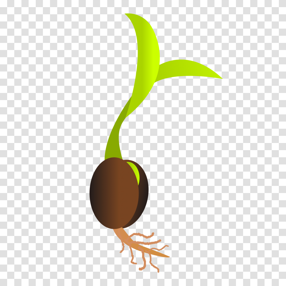 Seed Images, Plant, Green, Sprout Transparent Png