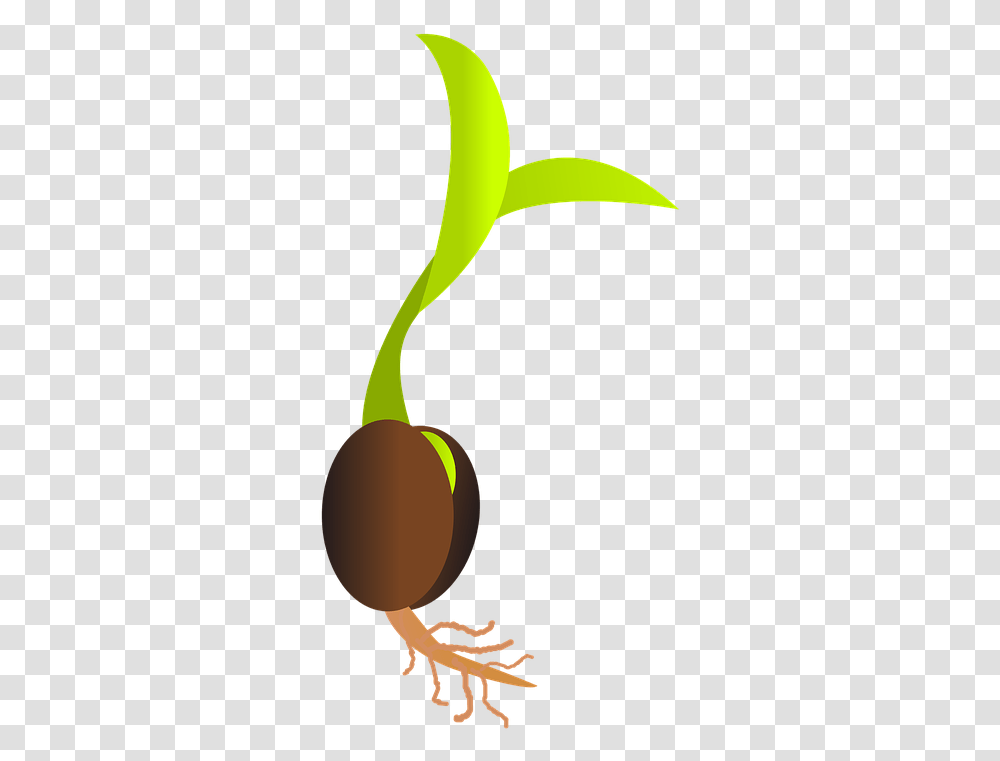 Seed Library Services Grimsby Seed Clipart, Plant, Fruit, Food, Cherry Transparent Png