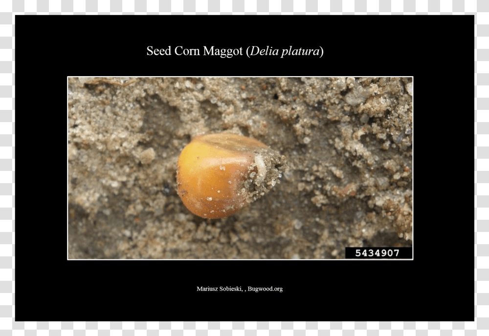 Seedcornmaggot Larva Animal, Plant, Produce, Food, Grain Transparent Png