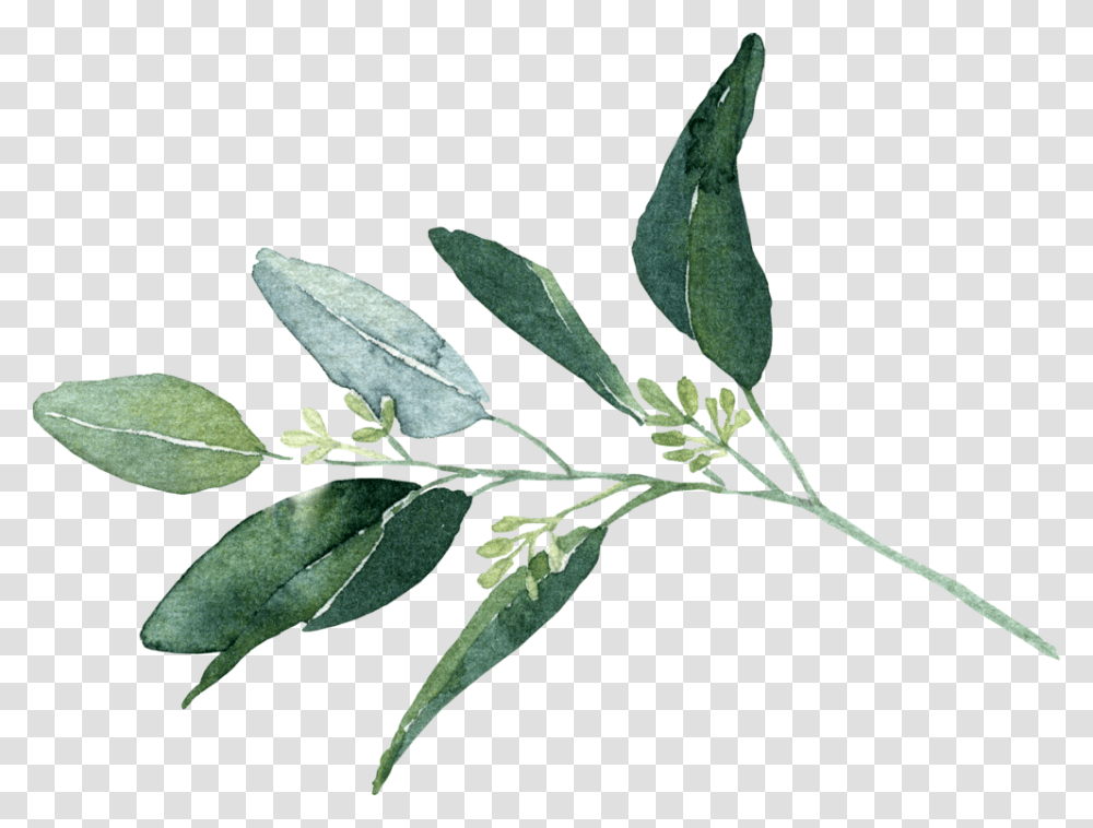 Seeded Eucalyptus Bay Laurel, Leaf, Plant, Annonaceae, Tree Transparent Png