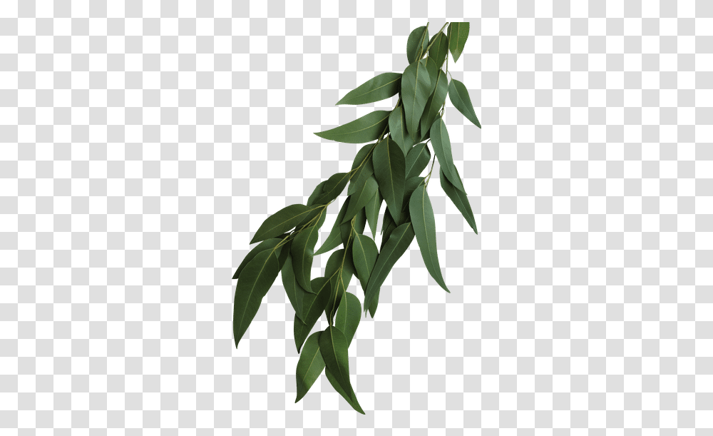 Seeded Eucalyptus Leaves Bay Laurel, Leaf, Plant, Vegetation, Tree Transparent Png