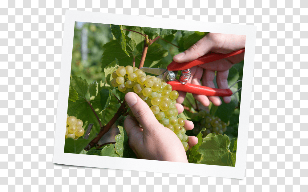 Seedless Fruit, Grapes, Plant, Food, Person Transparent Png