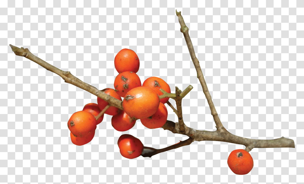 Seedless Fruit, Plant, Food, Cherry, Produce Transparent Png