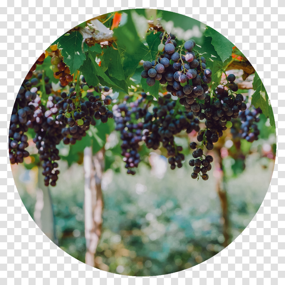 Seedless Fruit, Plant, Grapes, Food, Outdoors Transparent Png
