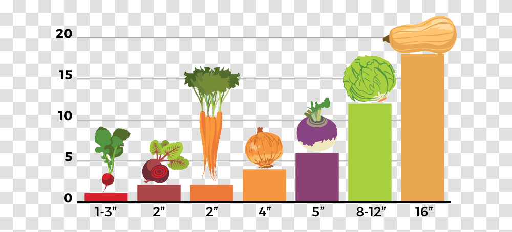 Seedling Chart Cruciferous Vegetables, Plant, Produce, Food, Turnip Transparent Png