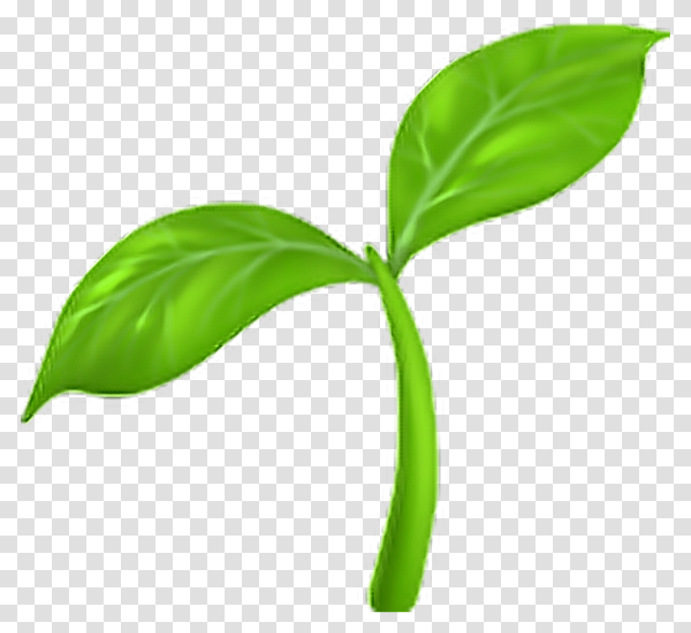 Seedling Emoji, Plant, Leaf, Vase, Jar Transparent Png