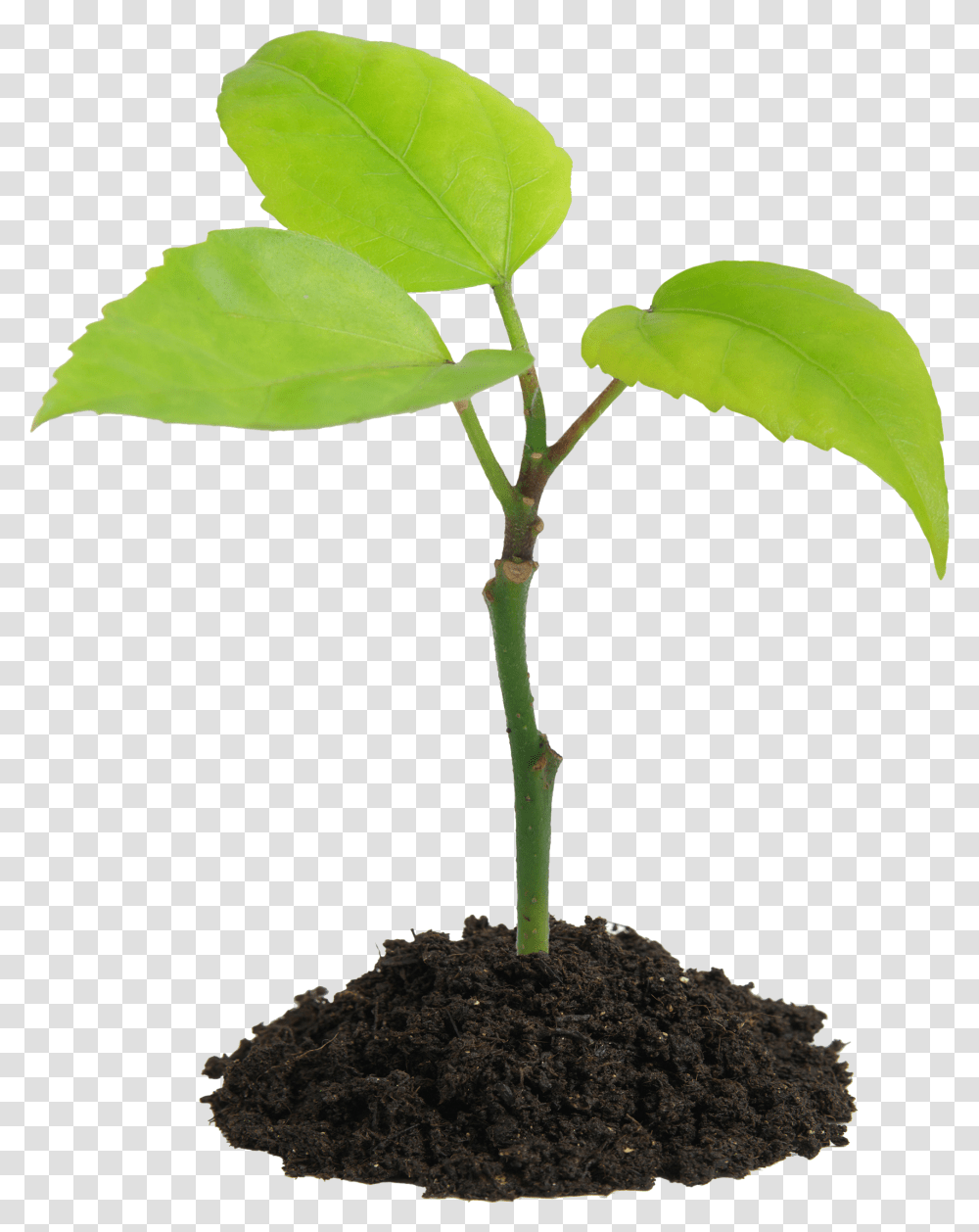 Seedling, Leaf, Plant, Tree, Sprout Transparent Png