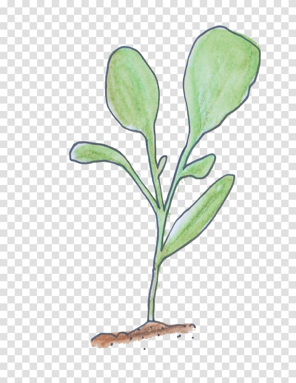 Seedling, Plant, Flower, Leaf, Produce Transparent Png