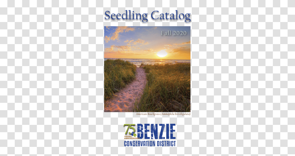 Seedling Sales Horizon, Grass, Plant, Nature, Outdoors Transparent Png