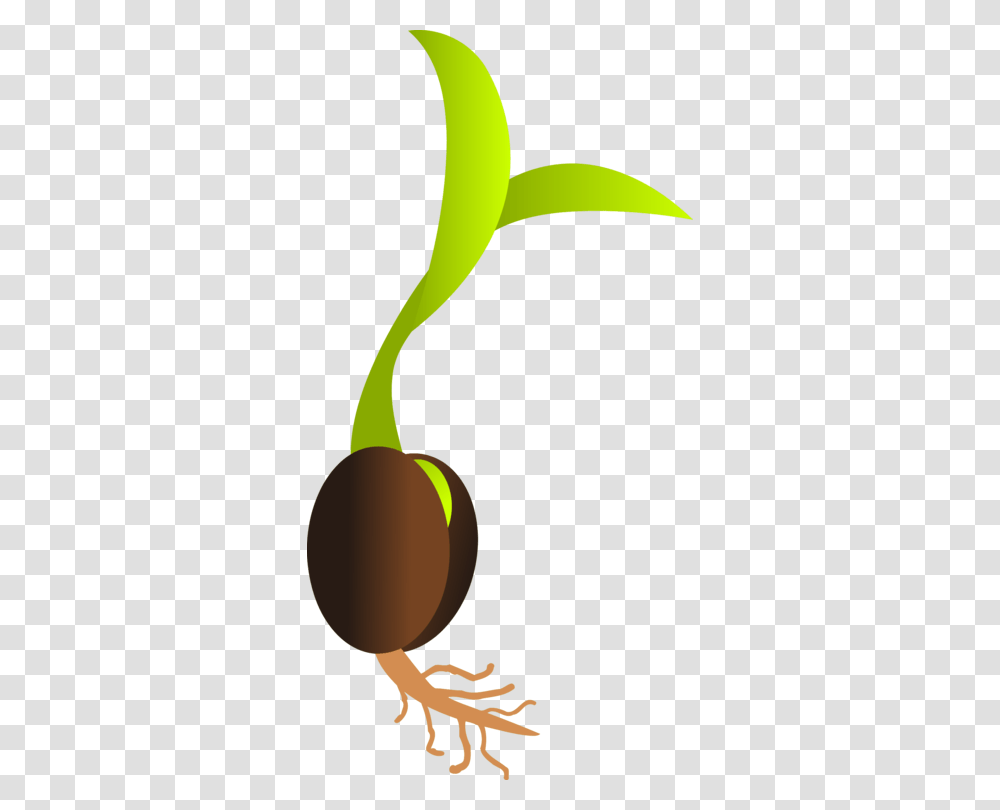 Seedling Sprouting Plant Seed Germination, Food, Fruit, Vegetable, Produce Transparent Png