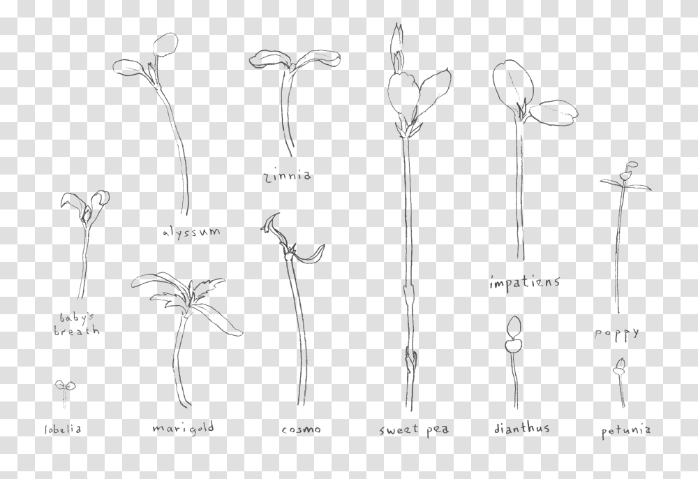 Seedlings Sketch, Wand, Pin, Weapon, Weaponry Transparent Png