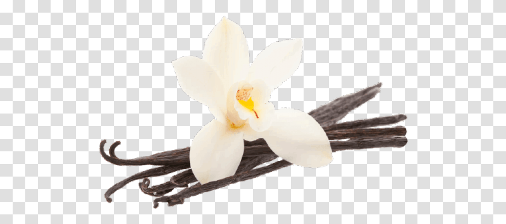 Seeds Clipart Vanilla Bean Vanilla, Plant, Flower, Blossom, Bird Transparent Png