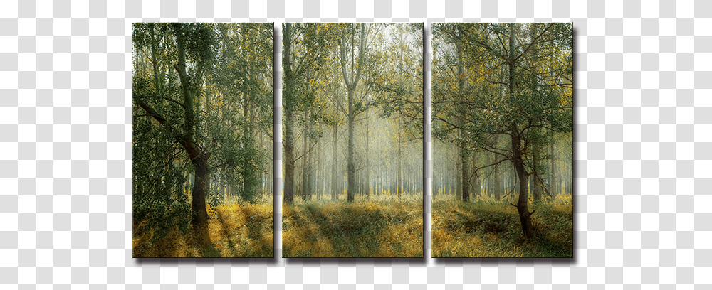 Seegart 3 Paneles Primavera Verde Bosque Foto Impresa Forest Cover, Tree, Plant, Window, Outdoors Transparent Png
