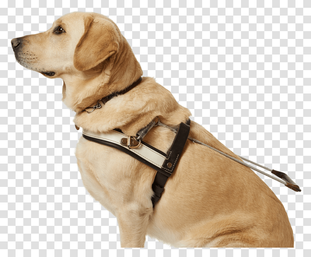 Seeing Eye Dog, Pet, Canine, Animal, Mammal Transparent Png
