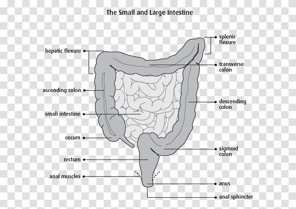 Segmental Resection Of Small Bowel Download Small Bowel Segmental Resection, Diagram, Plot, Horse, Mammal Transparent Png