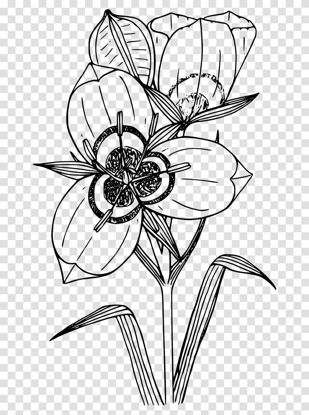 Sego Lily Flower Drawing, Gray, World Of Warcraft Transparent Png