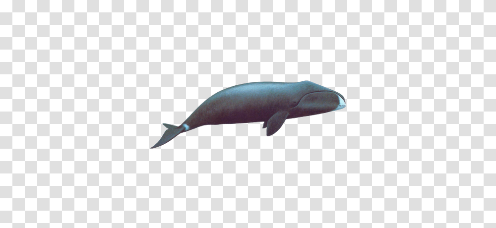 Sei Whale, Mammal, Animal, Sea Life, Fish Transparent Png