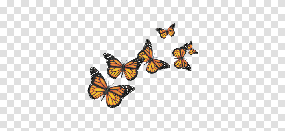 Seis Mariposas Transparente, Insect, Invertebrate, Animal, Monarch Transparent Png