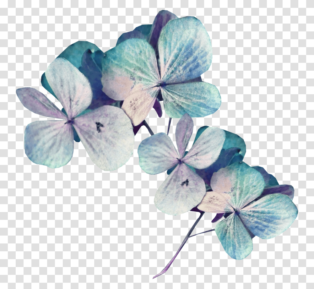 Sekadadesigns Goodnight Element Liked Hydrangea, Geranium, Flower, Plant, Blossom Transparent Png
