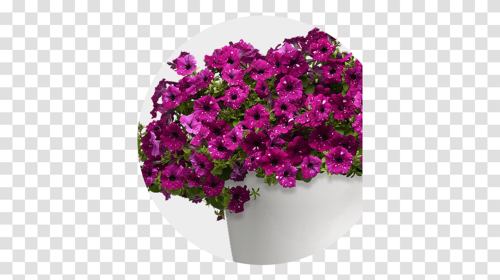 Selecta North America Petunia Headliner Electric Purple Sky, Plant, Flower, Blossom, Geranium Transparent Png